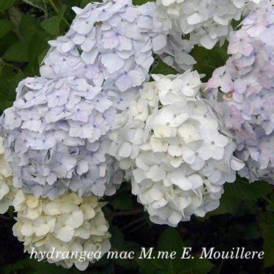 Hydrangea mac M.me E....