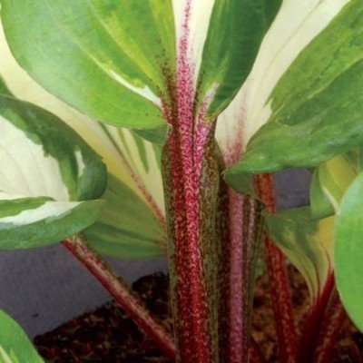 Hosta Raspberry Sundae