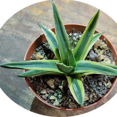 Agave victoria reginae...