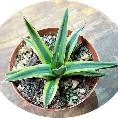 Agave victoria reginae...