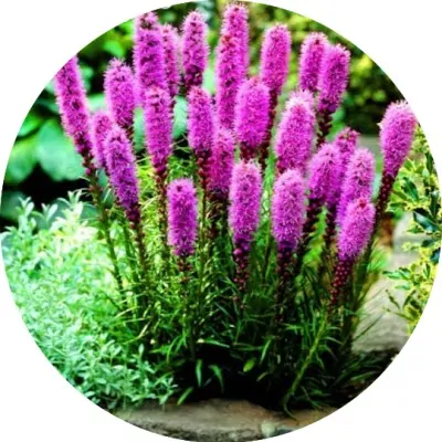 Liatris Spicata