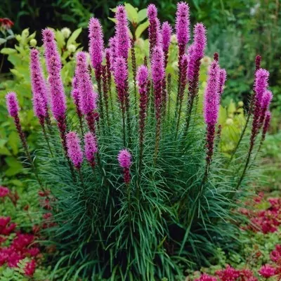 Liatris spicata 'Floristan...