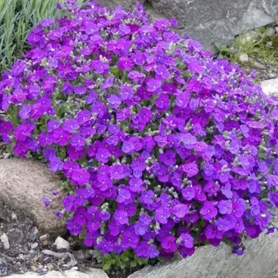 Aubretia cascade blue vaso