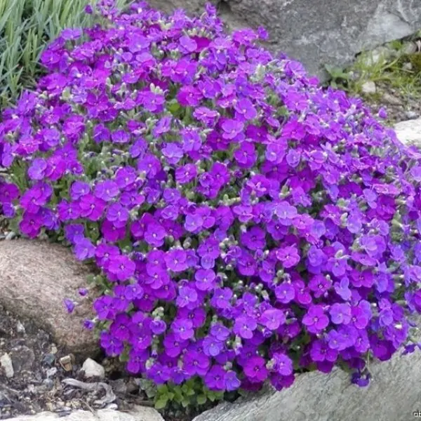 Aubretia cascade blue vaso