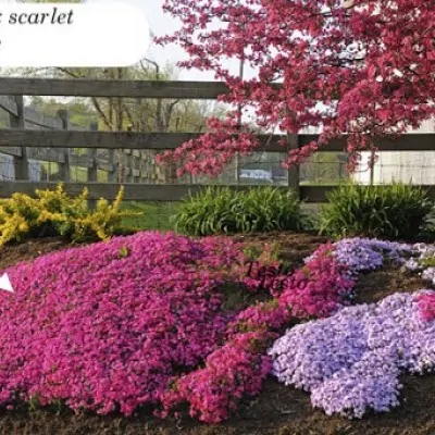 Phlox  subulata Scarlet...