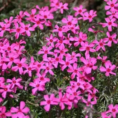 Phlox  subulata Scarlet...