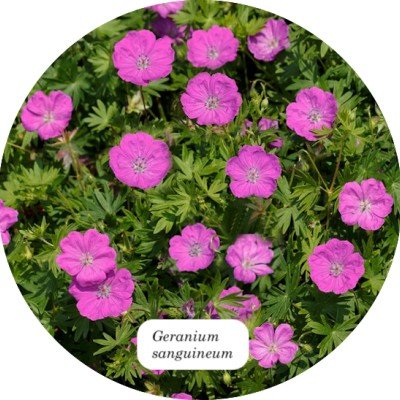 Geranium Sanguineum