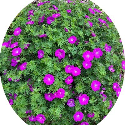 Geranium Sanguineum