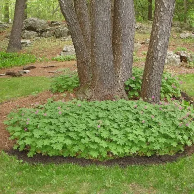 Geranium Macrorrhizum