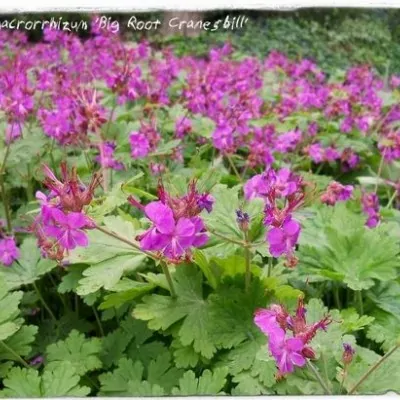 Geranium Macrorrhizum