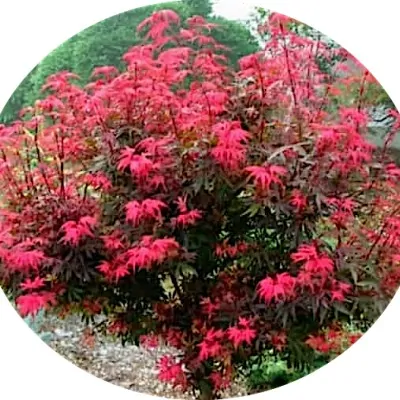 Acer palmatum shaina vaso 18