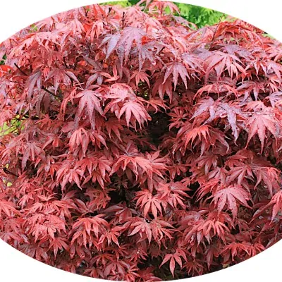 Acer palmatum shaina vaso...