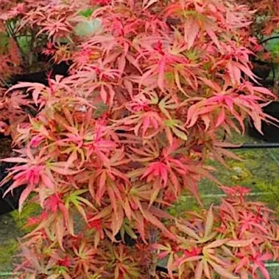 Acer palmatum shaina vaso...