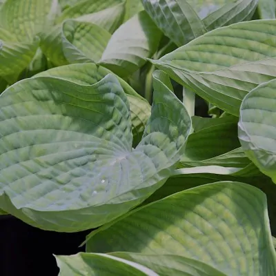 Hosta Blue Cup