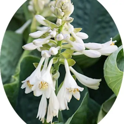 Hosta Blue Cup