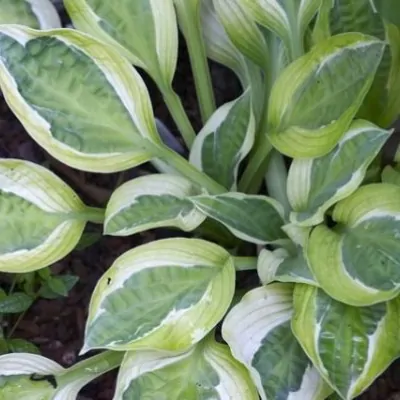 Hosta Hanky Panky in vaso/pot