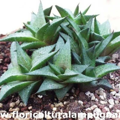 Haworthia tessellata venosa