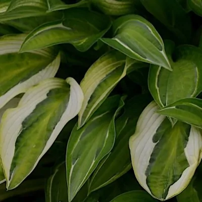 Hosta Hanky Panky in vaso/pot