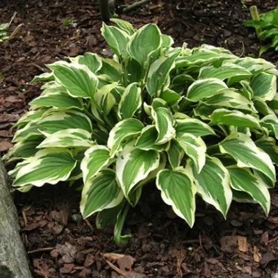 Hosta Little Wonder