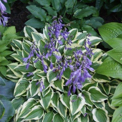 Hosta Little Wonder in...