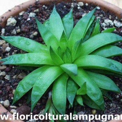 Haworthia asperula