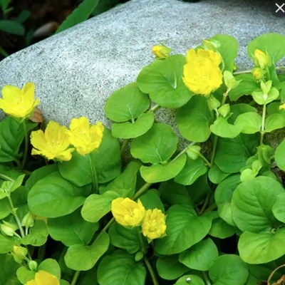 Lysimachia Nummularia "Aurea"