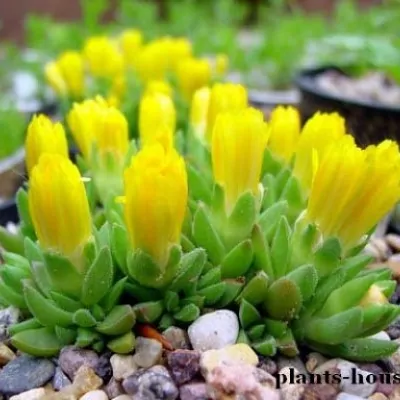 Delosperma Wheels of Wonder...