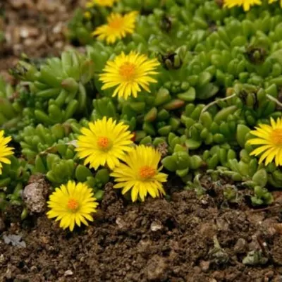 Delosperma Lineare