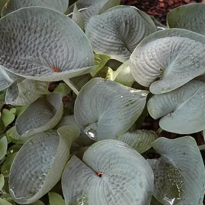 Hosta Blue Cup