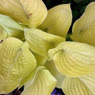 Hosta Copa Cabana