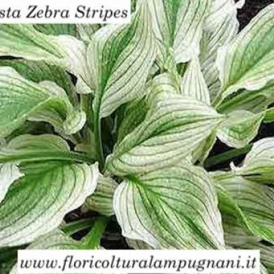 Hosta Zebra Stripes