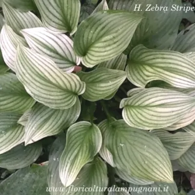 Hosta Zebra Stripes in vaso