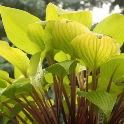 Hosta Miss Susie