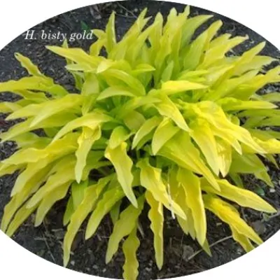 Hosta Bisty Gold