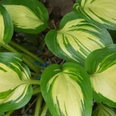 Hosta Sea Thunder