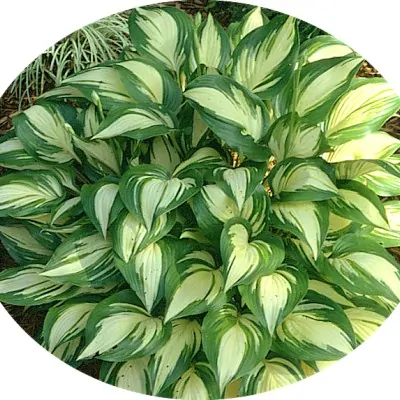 Hosta Sea Thunder