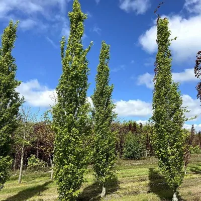 Fagus sylvatica 'Dawyck...