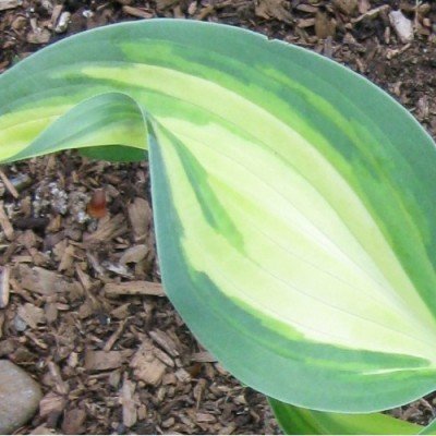 Hosta Serendipity Singer