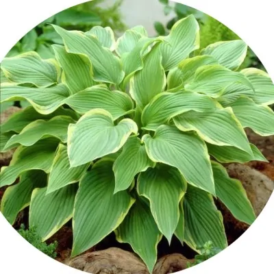 Hosta 1243