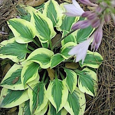 Hosta Pilgrim