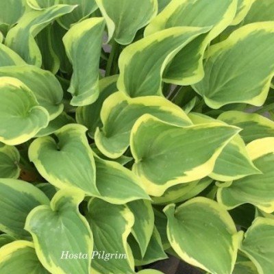 Hosta Pilgrim