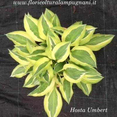 Hosta Umbert