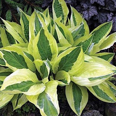 Hosta Umbert