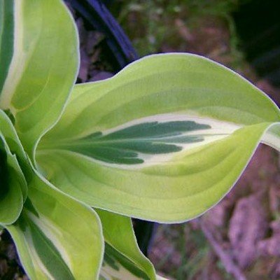 Hosta Umbert