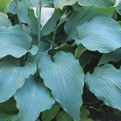 Hosta Fllet Week