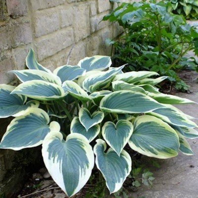 Hosta El Nino - vaso