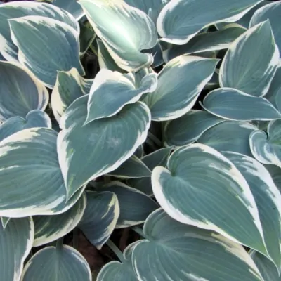 Hosta El Nino - vaso