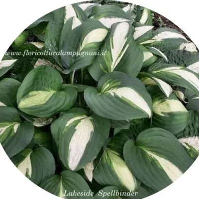 Hosta lakeside Spellbinder