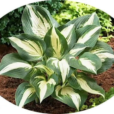 Hosta lakeside Spellbinder