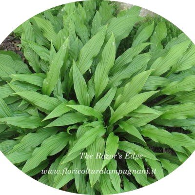 Hosta \' The Razor\'s Edge